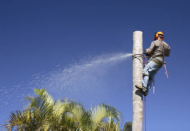 Best Commercial Tree Services  in St Joseph, IL