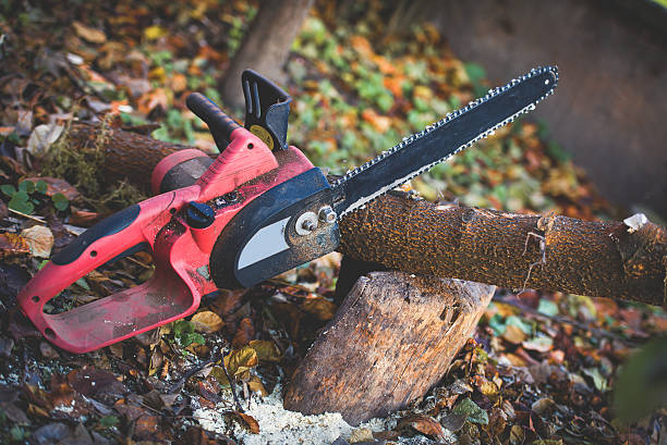 Best Tree Health Inspection  in St Joseph, IL
